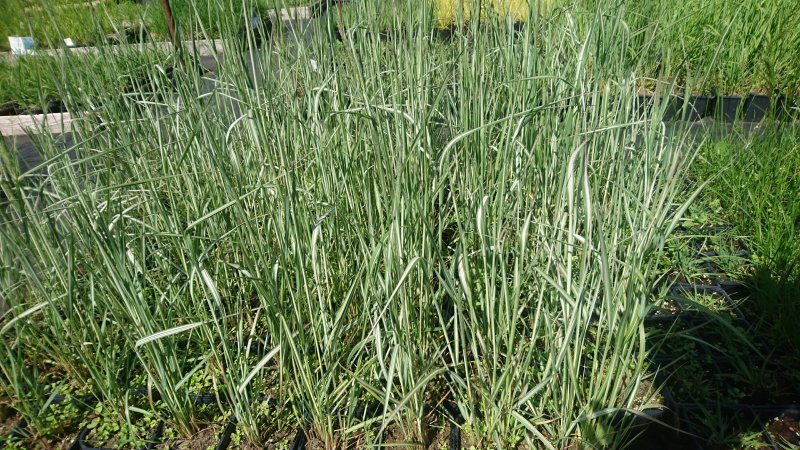 Calamagrostis x acutiflora 'Overdam'